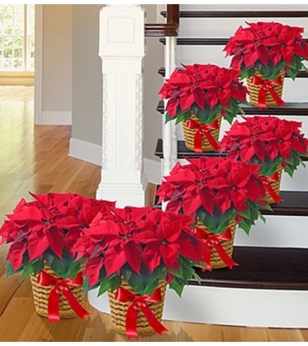 Poinsettia Package - Six