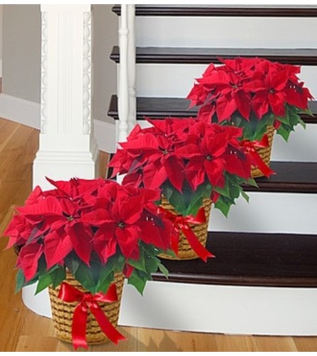 Poinsettia Package - Three