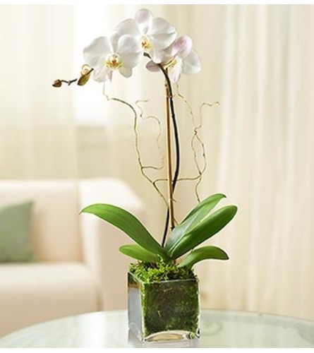 White Phalaenopsis Orchid