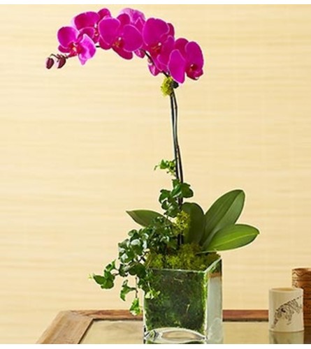 1 Stem Purple Phalaenopsis Orchid