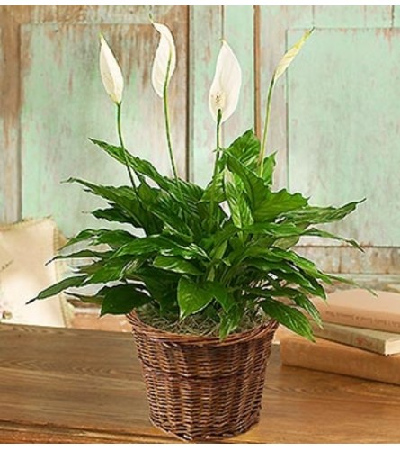 Spathiphyllum Floor Plant