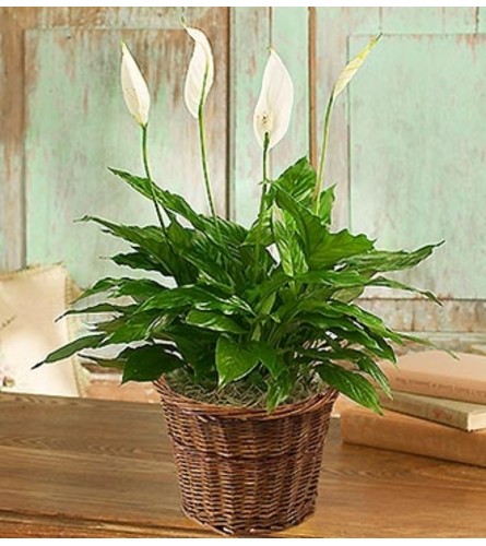 Spathiphyllum Floor Plant for Sympathy