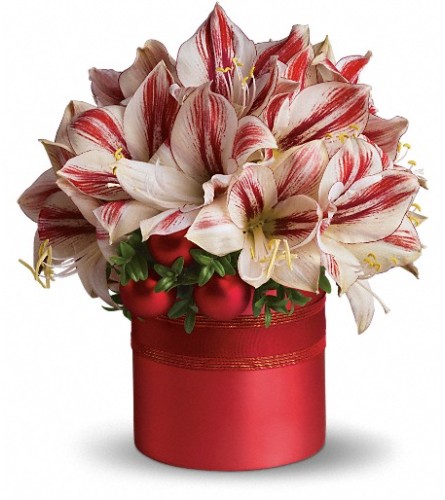 Teleflora's Peppermint Amaryllis