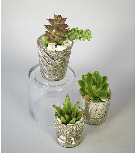 Succulent Trio