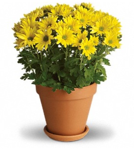 Sunny Yellow or White Daisy Plant