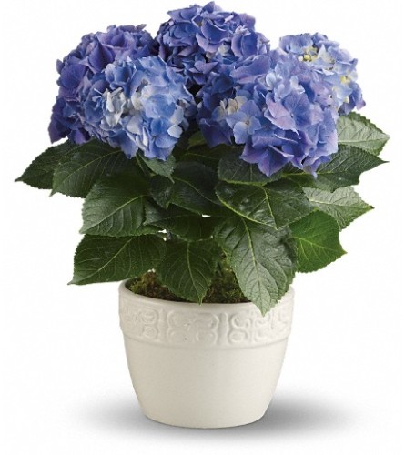 Happy Hydrangea - Blue