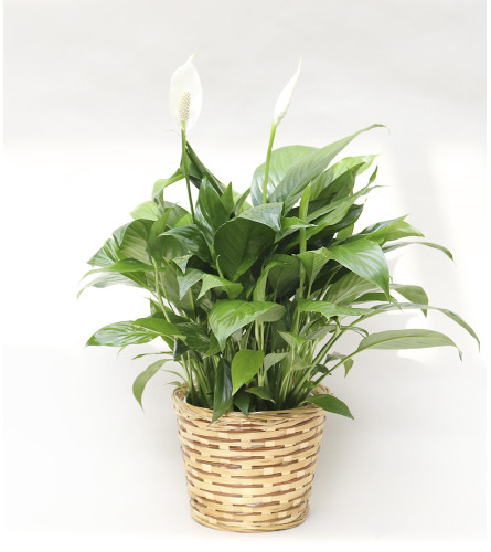 Peace Lily Basket