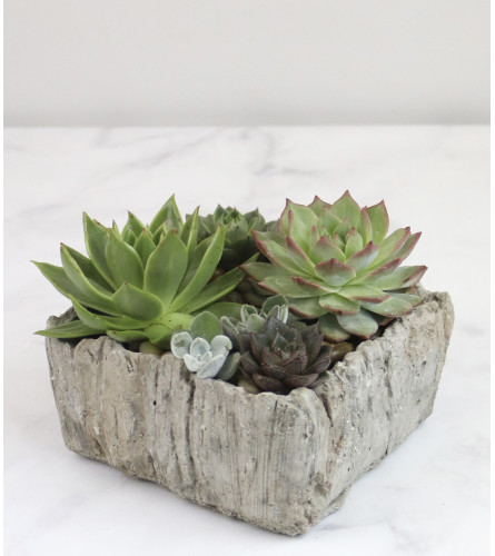 Splendid Succulents