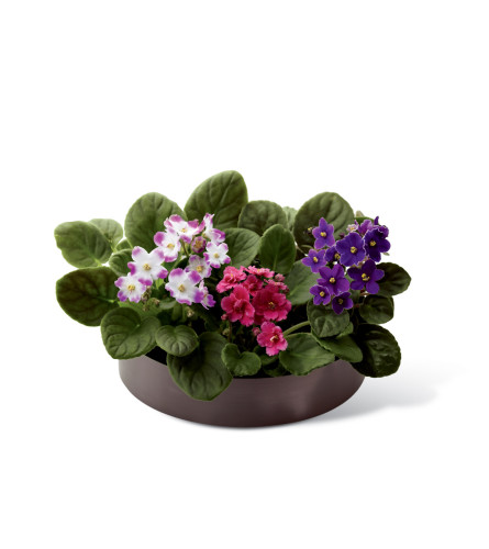 The FTD® African Violets