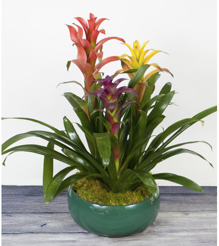 Decorative Bromeliad Plant