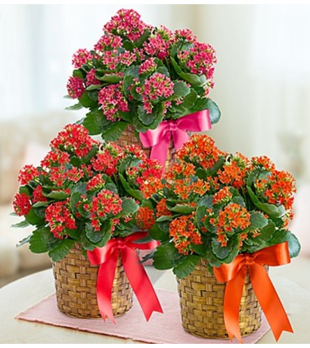 Kalanchoe Plant in a Basket