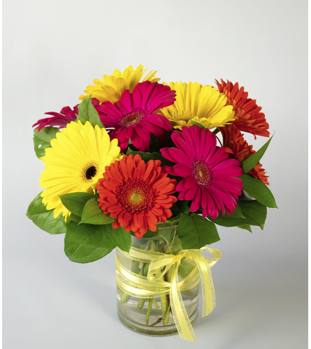 Gerbera's Delight