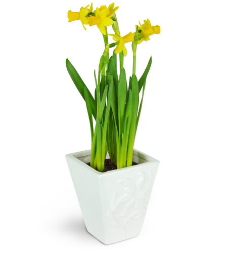 Delightful Daffodils - Send to Pike Creek, Wilmington, DE Today!