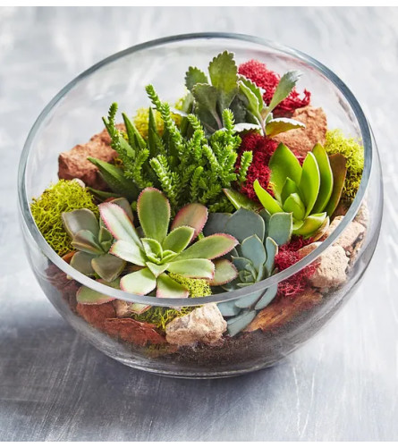 11 Best Plants For Your Terrarium 2022 + How To Care For Them