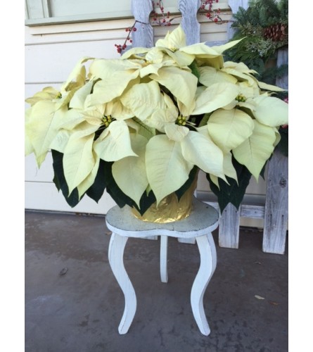 Grand Holiday Poinsettia