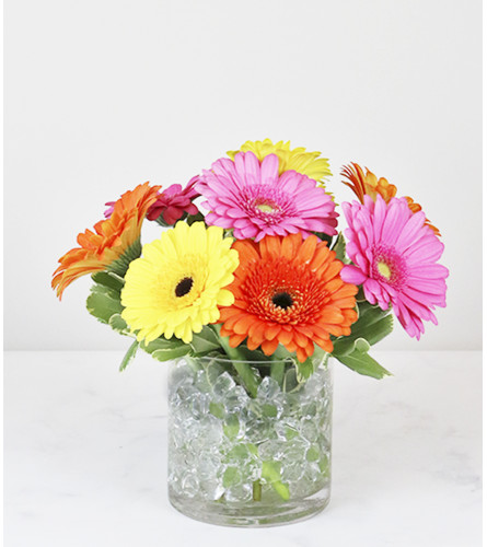 Daisy Day Dream