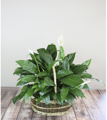 The Flower Boutique Peace Lily Planter