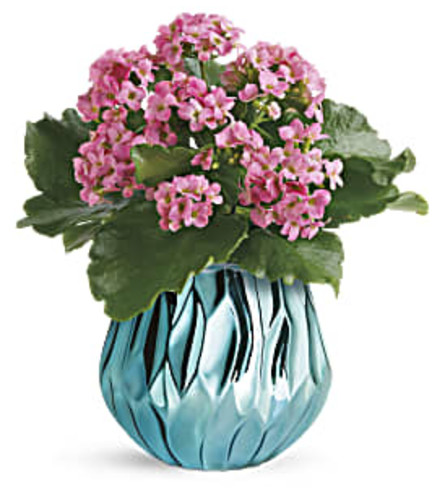 Blooming Gem Kalanchoe Plant