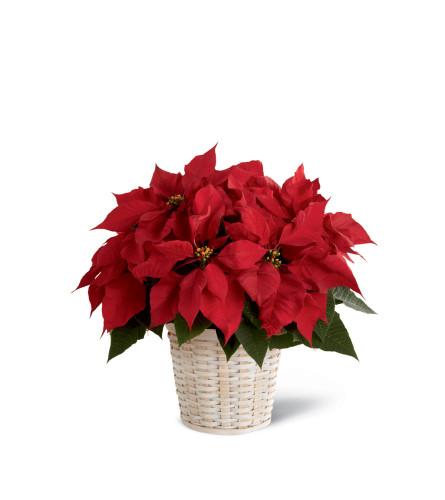 The FTD® Red Poinsettia Basket (Small)