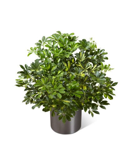 The FTD® Schefflera Arboricola