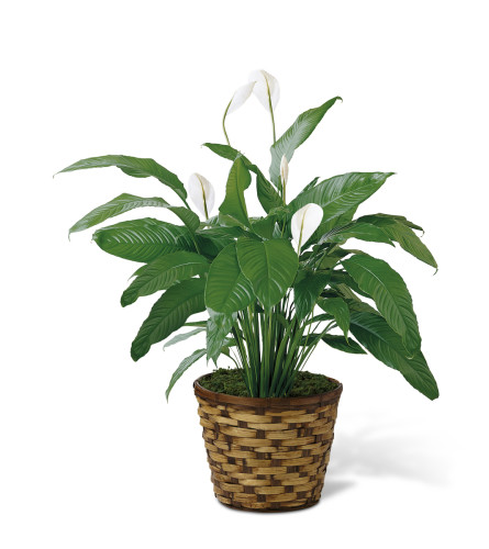 The FTD® Spathiphyllum