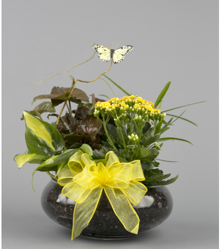 Yellow Dishgarden