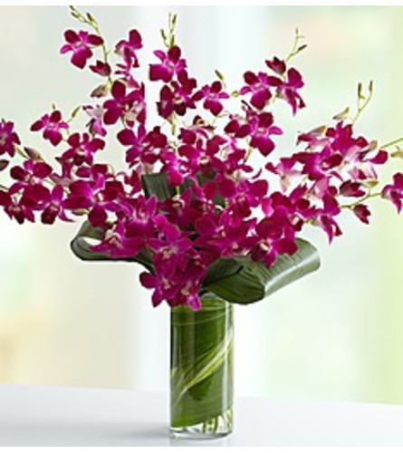 Embrace Orchid