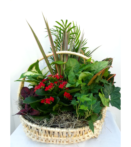 Classic Tropical Blooming Basket