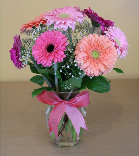 Gerbera Delight 