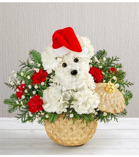 Santa Paws Arrangement 