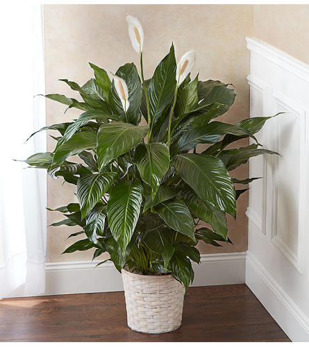 Peace Lily Plant Charlotte Nc Florist
