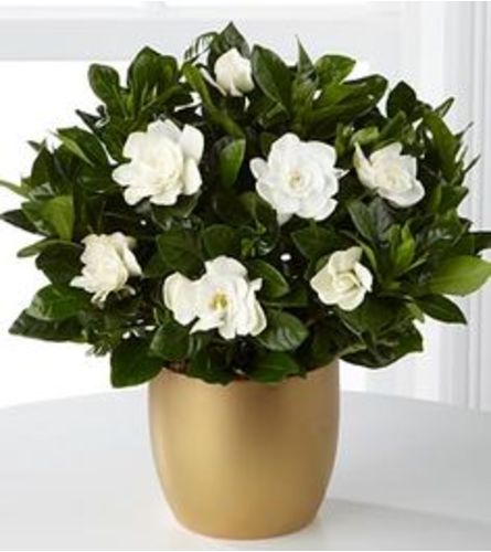 PERFUMED GARDENIA