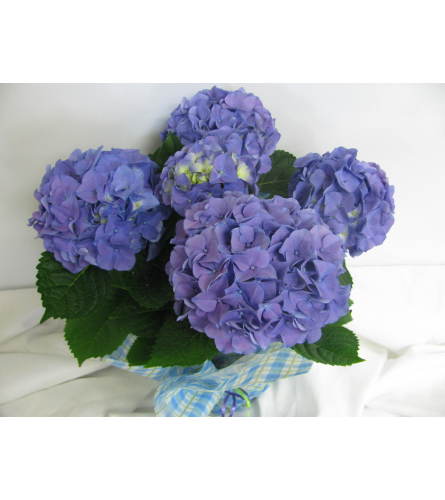 Spring Hydrangea Plant