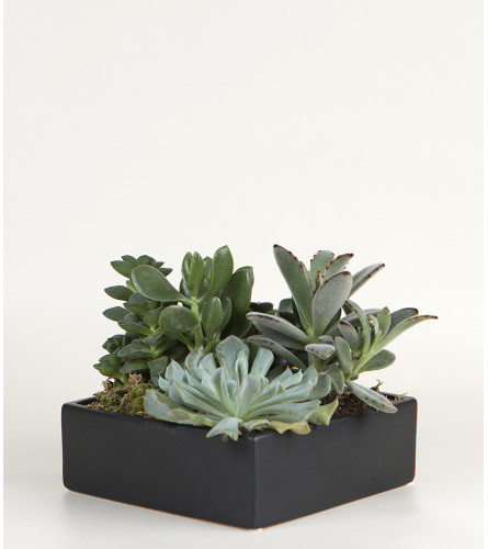 Succulent Ceramic