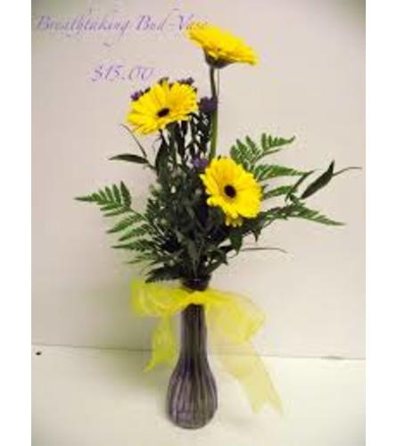 Classic Gerbera