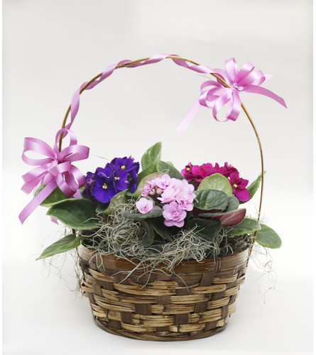 Peter's Lovely Violet Basket