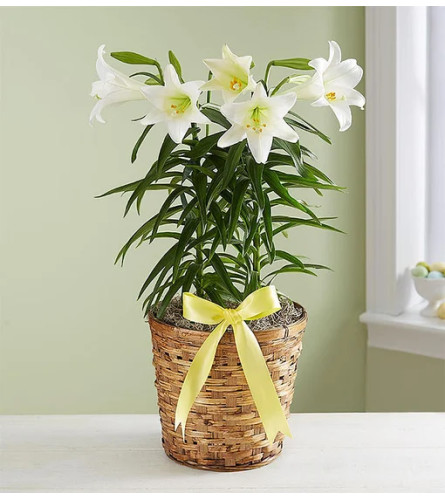 Easter Sentiments™ Lily Plant