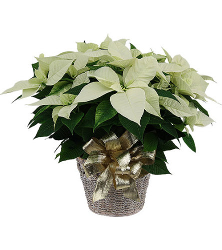 Large winter white poinsettia