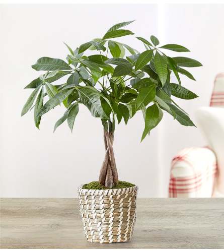 The Money Tree - Deluxe. An arrangement by Sicola's Florist.