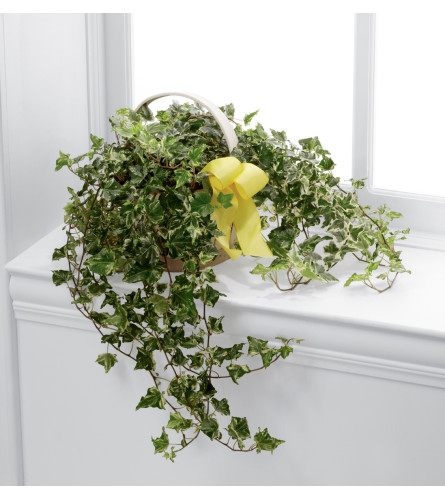 The FTD® Solace™ Ivy Planter