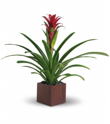 Teleflora's Bromeliad Beauty