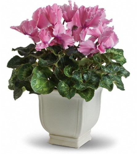 Sunny Cyclamen