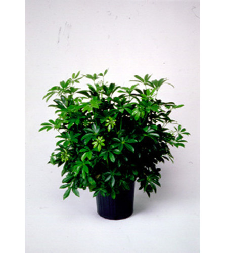 Sweet Schefflera Plant