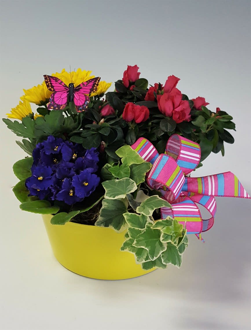 LIVE plant basket w/butterflies LIVE plant basket w/butterflies