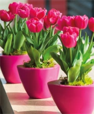 thoughtfulTULIPS IN POTS thoughtfulTULIPS IN POTS
