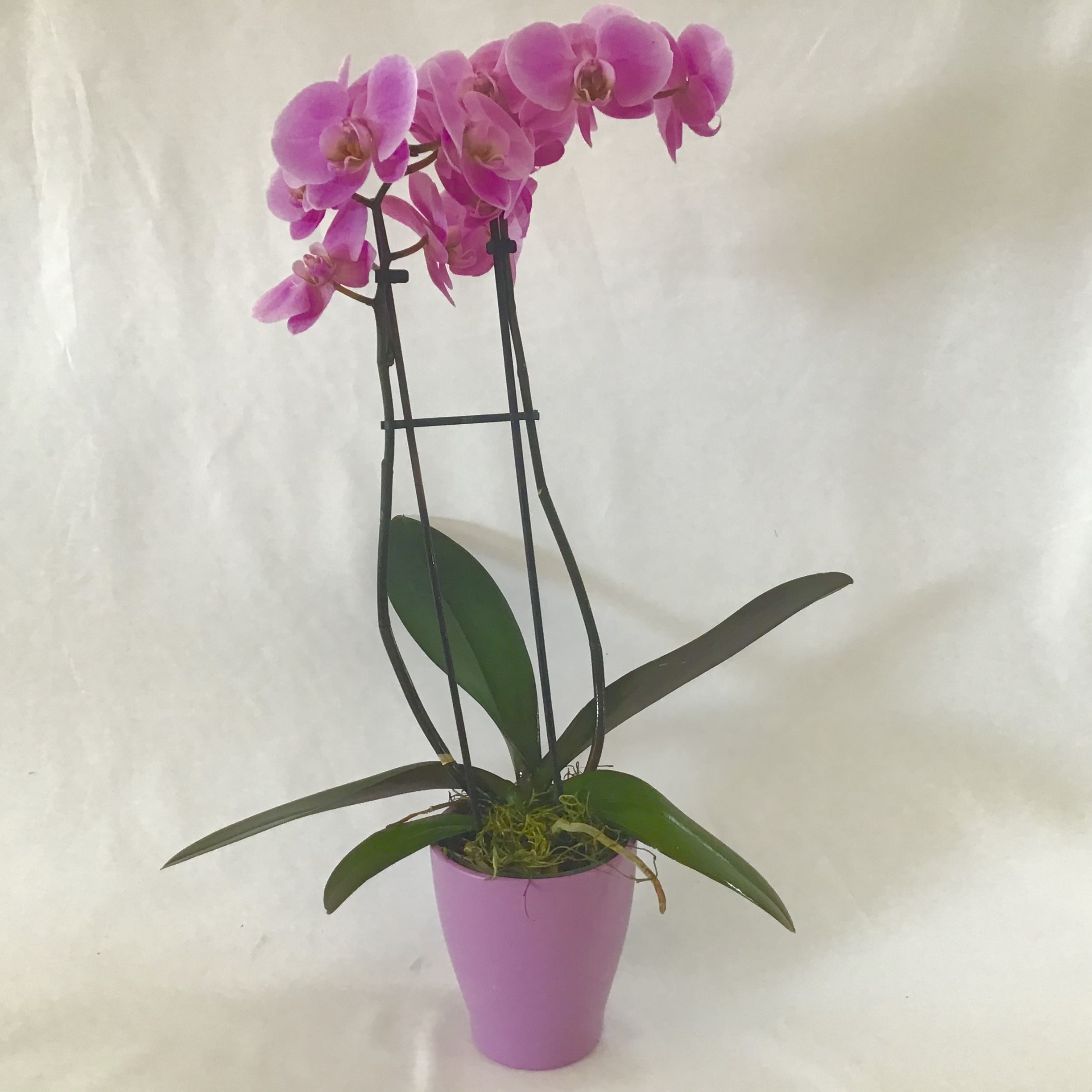 Phalaenopsis Orchid for Mom