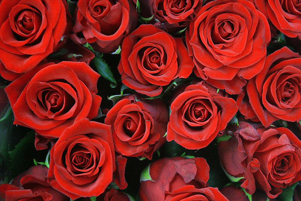 DELUXE RED ROSES (2 DOZEN & 3 DOZEN) DELUXE RED ROSES (2 DOZEN & 3 DOZEN)