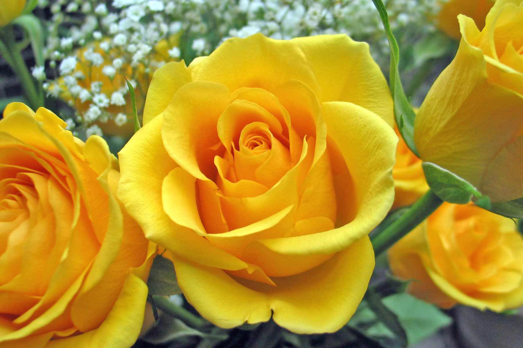 DELUXE YELLOW ROSES (2 DOZEN and 3 DOZEN). An arrangement by Petals and Co.. DELUXE YELLOW ROSES (2 DOZEN and 3 DOZEN). An arrangement by Petals and Co..