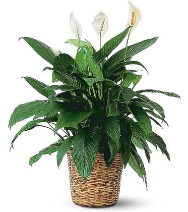 SPATHIPHYLLUM PLANT - PEACE LILY PLANT. An arrangement by Select Flowers.