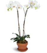 Double White Orchid plant. An arrangement by Flowerville.